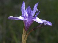 Moraea sisyrinchium 6, Saxifraga-Jan van der Straaten