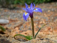 Moraea sisyrinchium 7, Saxifraga-Ed Stikvoort