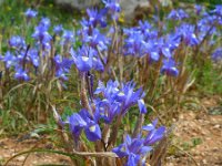 Moraea sisyrinchium 8, Saxifraga-Ed Stikvoort