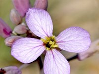 Moricandia foetida 3, Saxifraga-Sonja Bouwman  Moricandia foetida - Brassicaceae familie; Rioja (Es)