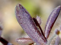 Mucizonia hispida 3, Saxifraga-Sonja Bouwman  Mucizonia hispida - Crassulaceae familie