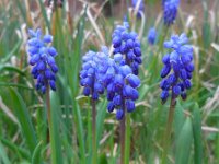 Muscari botryoides 1, Blauwe druifjes, Saxifraga-Ed Stikvoort