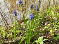 Muscari botryoides 11, Blauwe druifjes, Saxifraga-Rutger Barendse