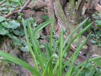 Muscari botryoides 12, Blauwe druifjes, Saxifraga-Rutger Barendse