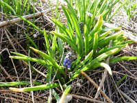 Muscari botryoides 13, Blauwe druifjes, Saxifraga-Rutger Barendse