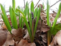 Muscari botryoides 15, Blauwe druifjes, Saxifraga-Rutger Barendse