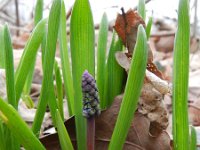 Muscari botryoides 16, Blauwe druifjes, Saxifraga-Rutger Barendse