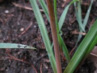 Muscari botryoides 17, Blauwe druifjes, Saxifraga-Rutger Barendse