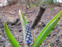 Muscari botryoides 18, Blauwe druifjes, Saxifraga-Rutger Barendse