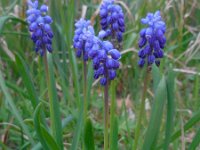 Muscari botryoides 19, Blauwe druifjes, Saxifraga-Ed Stikvoort