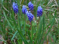 Muscari botryoides 2, Blauwe druifjes, Saxifraga-Ed Stikvoort