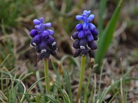 Muscari botryoides 21, Blauwe druifjes, Saxifraga-Harry Jans