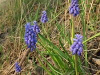 Muscari botryoides 3, Blauwe druifjes, Saxifraga-Rutger Barendse