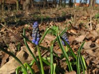 Muscari botryoides 6, Blauwe druifjes, Saxifraga-Rutger Barendse