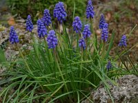 Muscari botryoides 1, Blauwe druifjes, Saxifraga-Willem van Kruijsbergen