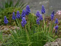 Muscari botryoides 2, Blauwe druifjes, Saxifraga-Willem van Kruijsbergen