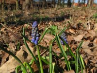 Muscari botryoides 6, Blauwe druifjes, Saxifraga-Rutger Barendse