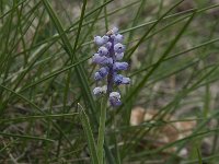 Muscari botryoides 7, Blauwe druifjes, Saxifraga-Willem van Kruijsbergen