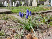 Muscari botryoides 8, Blauwe druifjes, Saxifraga-Peter Meininger