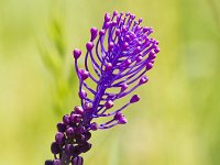 Muscari comosum 49, Kuifhyacinth, Saxfraga-Jan Nijendijk