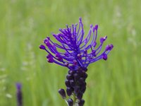 Muscari comosum 52, Kuifhyacint, Saxifraga-Jan Nijendijk