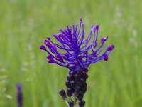 Muscari comosum 57, Kuifhyacint, Saxifraga-Jan Nijendijk