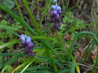 Muscari inconstrictum