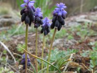 Muscari neglectum 1, Saxifraga-Rutger Barendse