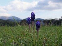 Muscari neglectum 10, Saxifraga-Jeroen Willemsen