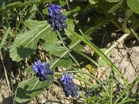 Muscari neglectum 12, Saxifraga-Willem van Kruijsbergen