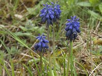 Muscari neglectum 13, Saxifraga-Willem van Kruijsbergen