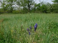 Muscari neglectum 14, Saxifraga-Dirk Hilbers