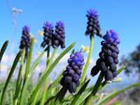 Muscari neglectum 17, Saxifraga-Ed Stikvoort : s10 cyprus