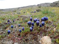 Muscari neglectum 18, Saxifraga-Ed Stikvoort