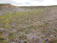 Muscari neglectum 19, Saxifraga-Ed Stikvoort