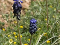 Muscari neglectum 2, Saxifraga-Willem van Kruijsbergen