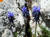 Muscari neglectum 20, Saxifraga-Ed Stikvoort