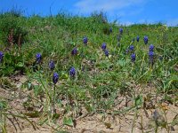 Muscari neglectum 21, Saxifraga-Ed Stikvoort