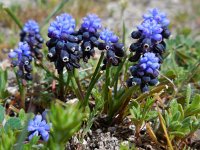 Muscari neglectum 22, Saxifraga-Ed Stikvoort