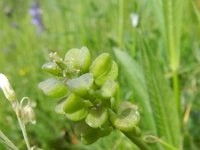 Muscari neglectum 23, Saxifraga-Rutger Barendse