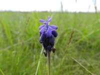 Muscari neglectum 24, Saxifraga-Rutger Barendse