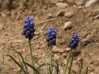 Muscari neglectum 3, Saxifraga-Willem van Kruijsbergen