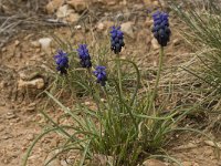 Muscari neglectum 4, Saxifraga-Willem van Kruijsbergen