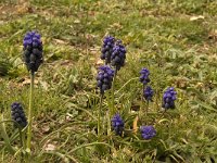 Muscari neglectum 7, Saxifraga-Jan van der Straaten