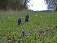 Muscari neglectum 9, Saxifraga-Jeroen Willemsen