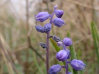 Muscari parviflorum