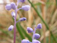 Muscari parviflorum 2, Saxifraga-Ed Stikvoort