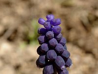 Muscari racemosum 1, Saxifraga-Marijke Verhagen