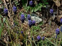 Muscari racemosum 2, Saxifraga-Jan van der Straaten