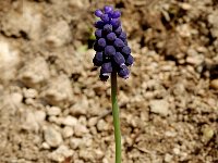 Muscari racemosum 3, Saxifraga-Marijke Verhagen